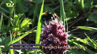 Groot Hoefblad  Common Butterbur  Petasites hybridus [upl. by Roumell856]