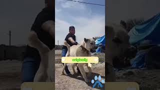 Cane Corso amp Dogo Argentino Whos The Wolf Crusher 🐺💥 [upl. by Yelats]