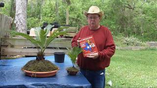 KING SAGO BONSAI  TEXAS STYLE KING SAGO BONSAI [upl. by Massingill]