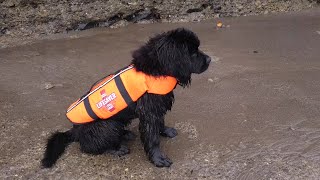 4 Months old Newfie learns how to swim in the ocean [upl. by Atsyrhc]