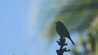 House sparrow Short video 4KUHD Birds Photography  Wild Video  Wildlife Animals [upl. by Emili]