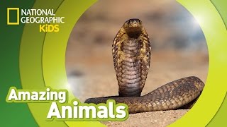 Cobra 🐍  Amazing Animals [upl. by Yadnil]