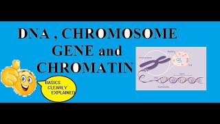 DNA Chromosome Gene and Chromatin [upl. by Gnes]