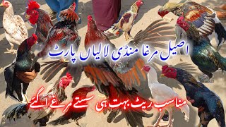 🐓Laliya Aseel Murga Mandi New Update Nayab Or Khobsort Murga Murgiyan Ka Shoq Kare vlog aseel [upl. by Anhpad]