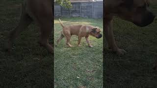 Real Boerboels  Adolescents Hilarious Attempt to Woo a Reluctant Female  Funny Dog Mating Ritual [upl. by Assedo]