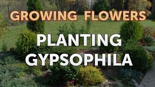 Planting Gypsophila [upl. by Shing]