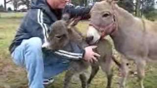 baby donkey [upl. by Barmen747]