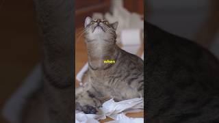 How to Entertain Your Bored Cat in 60 Seconds catwatch shorts cat kitten [upl. by Hbaruas935]