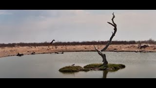 Hartebeest Investigate Why There Was A Small Stampeded When They Arrived [upl. by Tedda526]