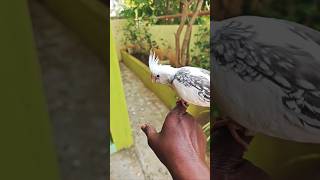 Beautiful Cocktail Birdtrendingbirdslovebirdspetspetsytshortsvideos🦜❤️🕊️😃 [upl. by Daisie]