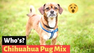 Pug and Chihuahua Mix Chug Interesting Facts and Characteristics of Chug  Should you get one [upl. by Foote]