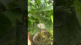 Insect in lemon trees caterpillar🐛🐛🐛🐛🐛🐛🐛🐛 [upl. by Wills]