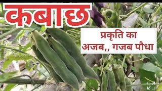 कबछुआ की सब्जी कोंचvalvetbeans [upl. by Ealasaid380]