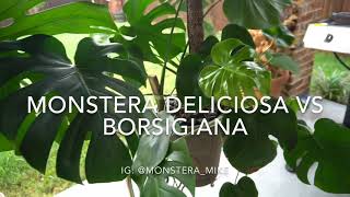 Monstera Deliciosa vs Monstera Borsigiana [upl. by Mastat]