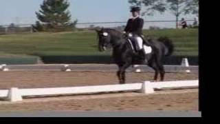 FEI dressage Arabian Grand Prix National Champion KB Omega Fahim [upl. by Sarajane]