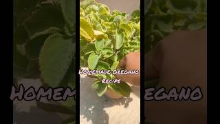 Homemade Dominos Oregano powder recipe Oregano recipe shorts shortsfeed oreganorecipe dominos [upl. by Suhpoelc]