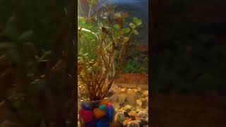 Aquarium 3 viral subscribe motivation [upl. by Icyaj]