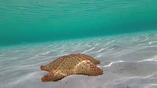 Swimming On Castaway Cay [upl. by Aiuqram989]