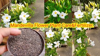 Best Fertilizer For Mandevilla flower plant।Mandevilla flower plant Care।Green Heaven In Terrace। [upl. by Werdnael368]