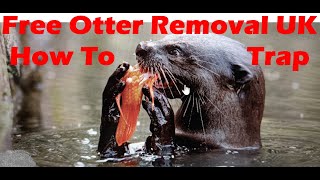 Free Otter Removal UK and Tutorial Easy Way To Trap Otters Protect Fish Stocks Carp Match Fishing [upl. by Robi]