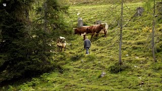 Almen in Österreich Vom Leben mit der Natur [upl. by Aztiraj270]