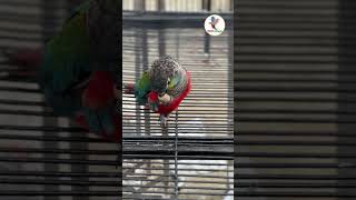 Crimsonbellied parakeet Birds nature animals pet farming [upl. by Dnomrej]