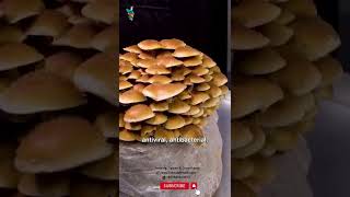 Growing Chestnut mushrooms  Strain Pholiota adiposa chesnutmushroom chesnut [upl. by Idieh367]