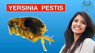 Yersinia PESTIS [upl. by Rubbico]