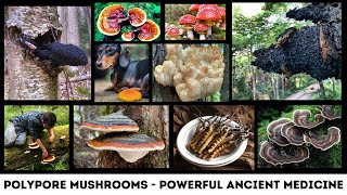 Polypore Mushrooms  The Powerful Origins of Ancient Medicine [upl. by Kazmirci]