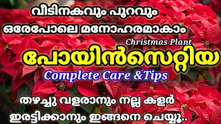 Poinsettia Complete Care MalayalamChristmas Plant Careപോയിൻസെറ്റിയ പരിചരണംWinter Rose plant care [upl. by Pitzer]