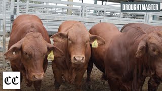 Droughtmaster wins BEEF 2024 Commercial Cattle Championship [upl. by Conall]