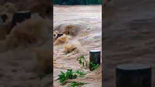 Plz watch till ends trending floods [upl. by Corwun802]