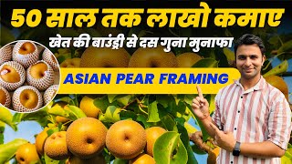 भारत में नाशपाती की खेती से दसगुना मुनाफा 🍐🍐 Asian Pear Farming 📞8171531044 [upl. by Hannaj175]