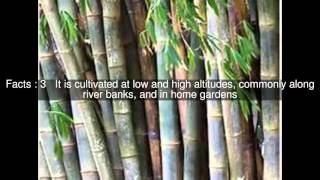 Dendrocalamus giganteus Top 7 Facts [upl. by Omocaig]