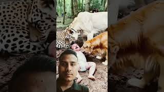 Animal love baby care tiger baby animals dog tranding [upl. by Quinlan]