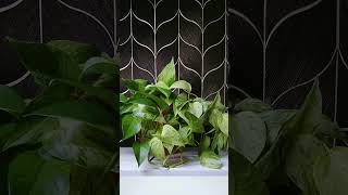 Pothos plant timelapse 🍃 48 hours in 5 minutes 🍃 [upl. by Priestley578]