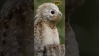 Great potoo birds owl wildlife [upl. by Gifford]