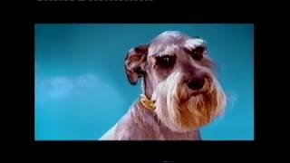 Pedigree Dry Dog Food Advert On ITV1 March 2002 HTV UK TV [upl. by Eiramenna]