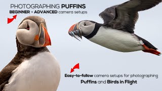 How to Photograph Birds in Flight BEGINNER  ADVANCED camera setups [upl. by Lionello]