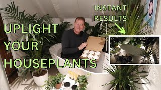 How to UPLIGHT your House Plants  Up lighting Ideas for Plants  Rechargeable Puck Uplighters [upl. by Askwith]