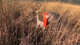 Hunting quail and pheasant with english setters [upl. by Letnohc]