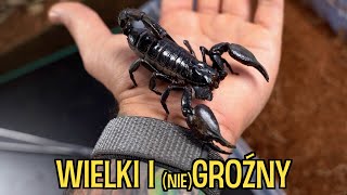 Mój NAJWIĘKSZY skorpion Heterometrus [upl. by Jemina]