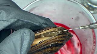 Glochidia extraction from a freshwater mussel [upl. by Alag]