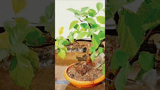 Ficus racemosa  Ficus glomerata tree bonsai repotting জগডুমুর যজ্ঞডুমুর bonsai [upl. by Martinson]