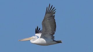 Pellicano riccio Pelecanus crispus volo [upl. by Miyasawa]