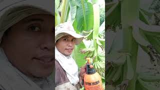 Lakatan farming1st blessings sa another area lakatan banana agriculture [upl. by Doi]