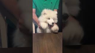 samoyedpuppy cutedog viralshorts samoyed puppy samoyedpage brownsvilletx [upl. by Younger]