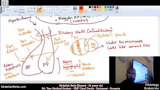 شرح تكوين الغذة النخامية Pituitary gland structure and histology  عبد الله رضا MD [upl. by Norma73]