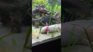 axolotl axolotls axolotes axolotllove [upl. by Nahtnhoj970]