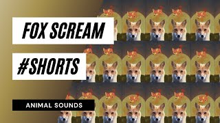 Fox Scream shorts  animal sounds fox 🦊 shorts [upl. by Namijneb]